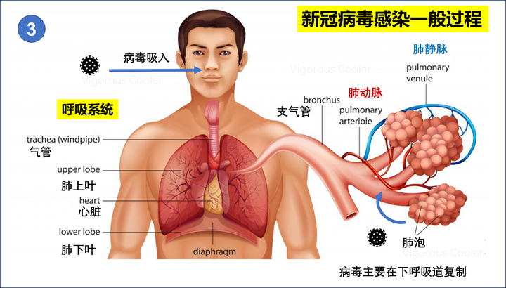 呼吸道合胞病毒感染-宝宝小心！呼吸道合胞病毒悄然袭来，预防有妙招