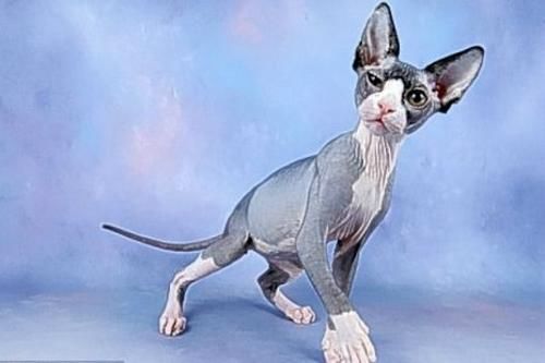 猫咪超级掉毛怎么处理_猫咪超级搞笑_超级猫咪