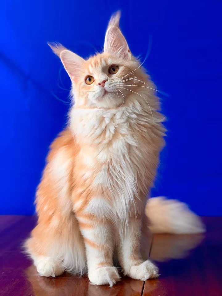 猫咪超级搞笑_超级猫咪_猫咪超级掉毛怎么处理