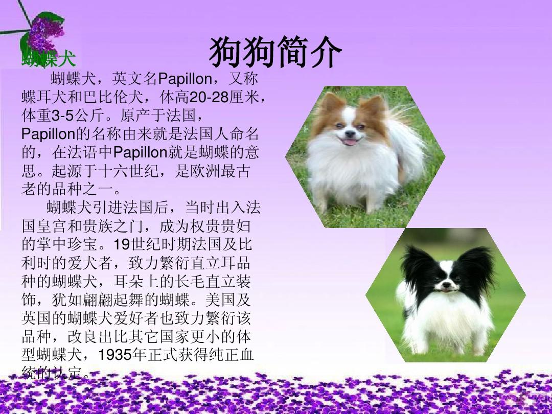 武汉汉宠动物保健品有限公司_汉思宠物医院_汉思宠物店管理系统 价格